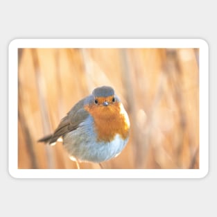 Robin in golden light Sticker